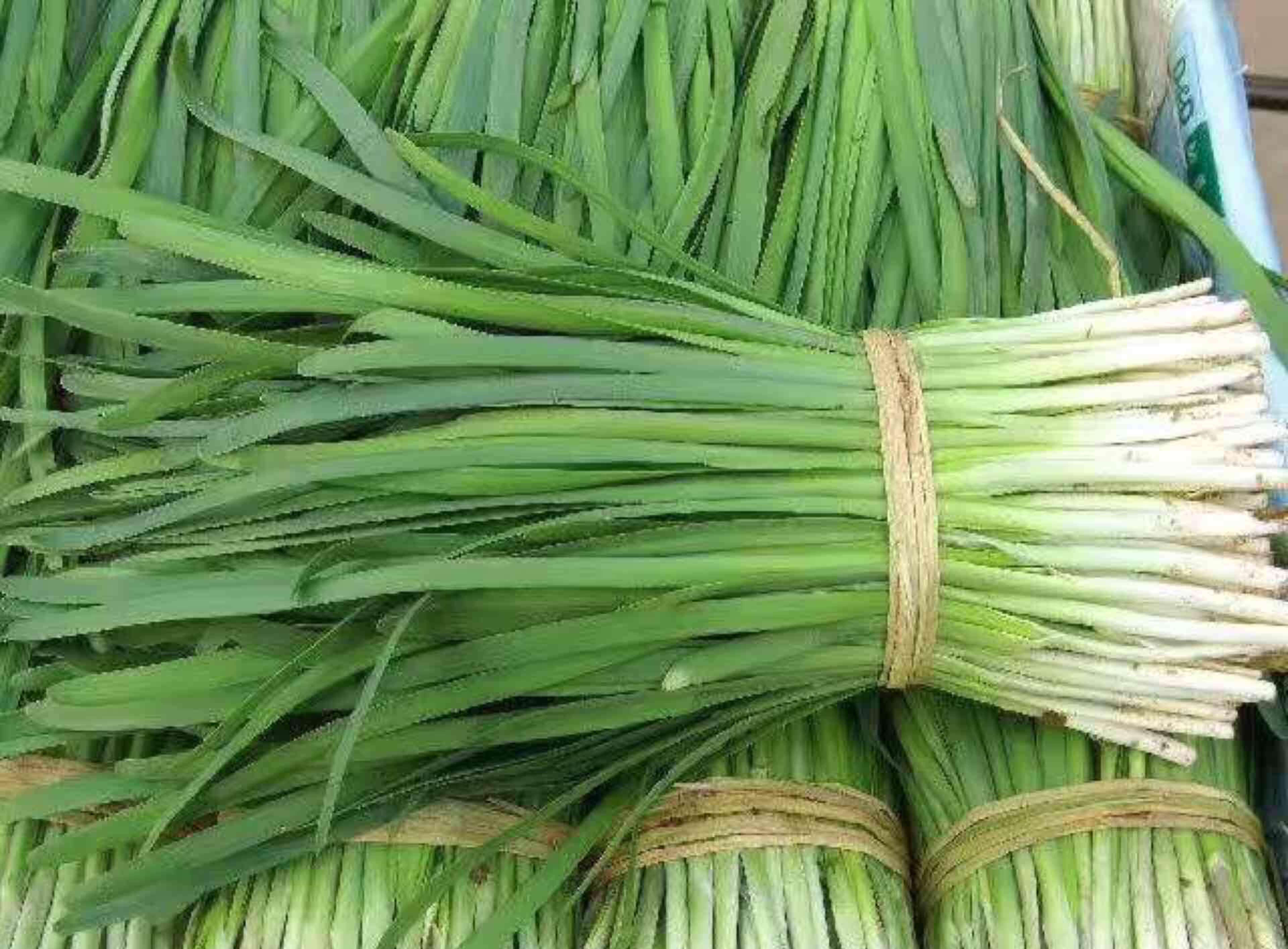 500吨韭菜冷库